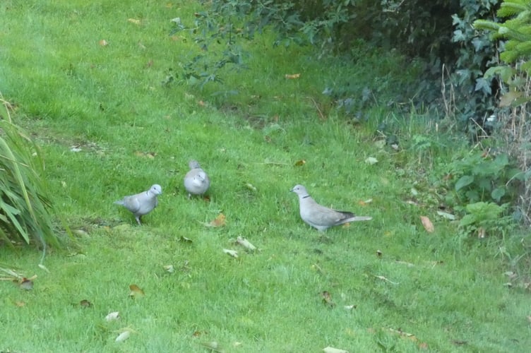 Collar doves spotted on the lawn