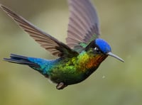 Wildlife adventures in Costa Rica and Panama come to Chew Magna