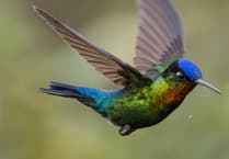 Wildlife adventures in Costa Rica and Panama come to Chew Magna