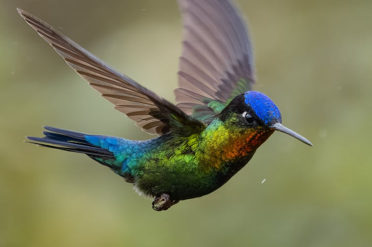 Costa Rica and Panama are two of Central America's most biologically diverse countries.