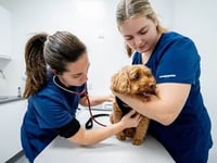 Pet wellness campaign launches in Midsomer Norton