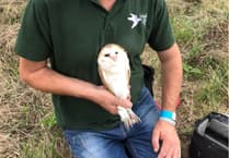 Chance to learn more about owls, status and conservation