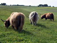Cattle return to Felton Common after 30 years