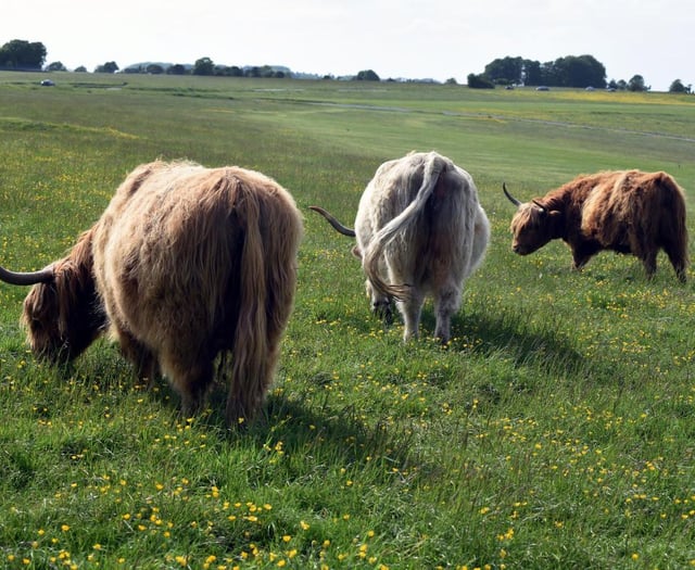 Cattle return to Felton Common after 30 years