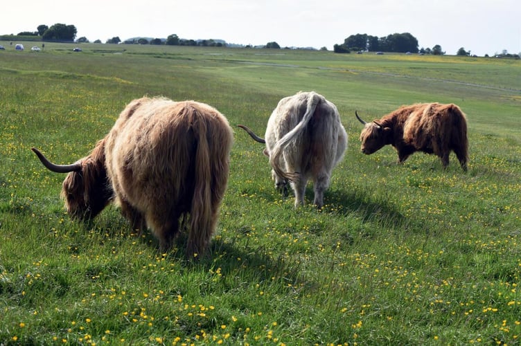 Cattle grazing the Felton common