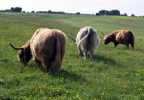 Cattle return to Felton Common after 30 years