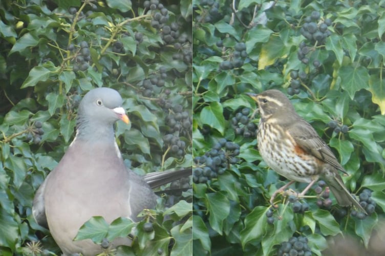 Hazel reports seeing blackbirds, pigeons, song thrush, and red wings feeding off the fat ivy berries