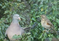 Wildlife column: Protecting plants from frost and pests