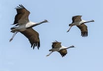 Photographic society travel the world, via Zoom