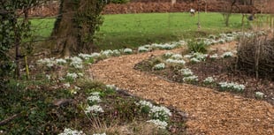 Yeo Valley's Snowdrop Festival returns