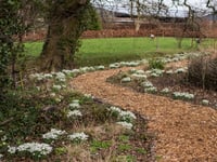 Yeo Valley's Snowdrop Festival returns