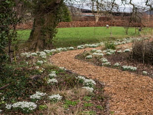 Yeo Valley's Snowdrop Festival returns