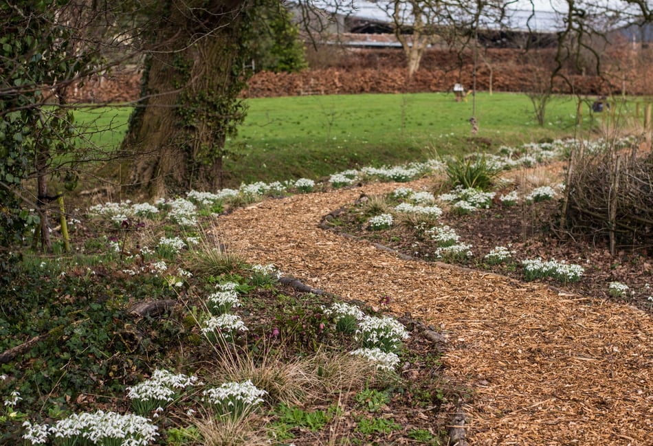 Yeo Valley's Snowdrop Festival returns