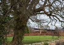 Yeo Valley Garden to open for Snowdrop festival