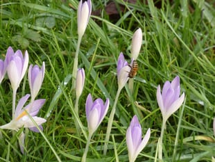 Wildlife column: Signs of spring gradually appear