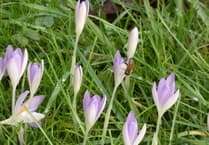 Wildlife column: Signs of spring gradually appear