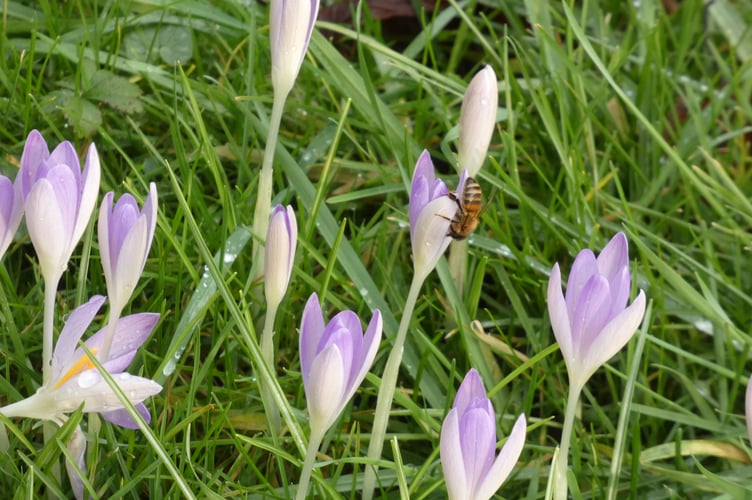 A beautiful bee on a crocus flower