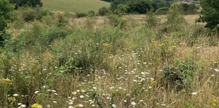 Volunteers needed to survey wildlife