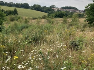 Volunteers needed to survey wildlife