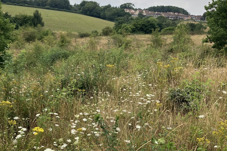 Haydon Batch is one of the areas included and teams have been undertaking reptile surveys. 