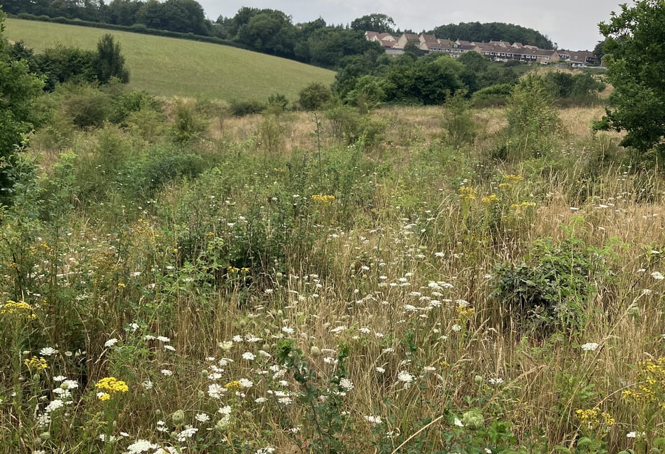Volunteers needed to survey wildlife