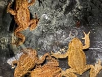 Wildlife column: Birds, badgers and toads