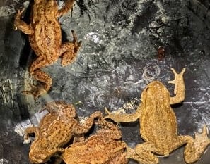 Wildlife column: Birds, badgers and toads