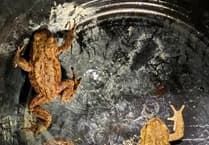 Wildlife column: Birds, badgers and toads