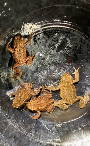 Toads being helped to cross the road