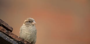 RSPB 'Big Garden Birdwatch' 2026 results are in for Somerset