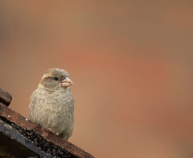 RSPB 'Big Garden Birdwatch' 2026 results are in for Somerset