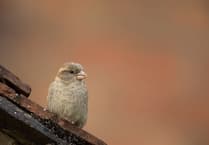 RSPB 'Big Garden Birdwatch' 2026 results are in for Somerset