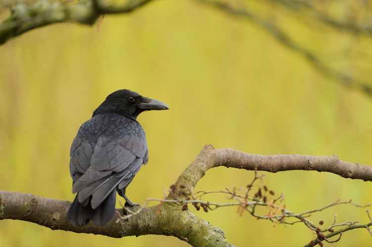 Carrion crow Corvus corone, adult perched on branch of tree, Nottinghamshire, April