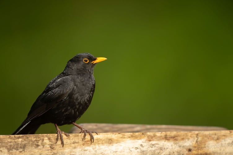 European blackbird Turdus merula, adult male perched on garden bench, RSPB The Lodge Nature Reserve, Bedfordshire, May