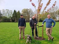 Cherry trees blossom in Frome park after community fundraising effort