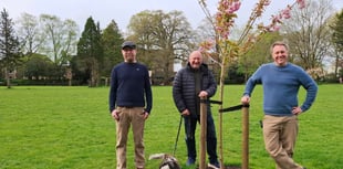 Cherry trees blossom in Frome park after community fundraising effort