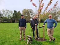 Cherry trees blossom in Frome park after community fundraising effort