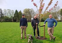 Cherry trees blossom in Frome park after community fundraising effort