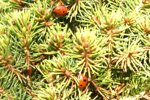 Wildlife column: May flowers in bloom
