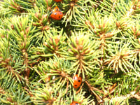 Wildlife column: May flowers in bloom