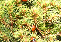 Wildlife column: May flowers in bloom