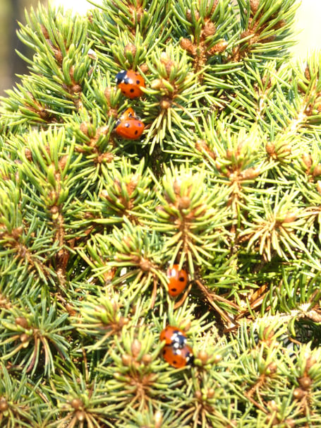 Ladybirds spotted on a conifer
