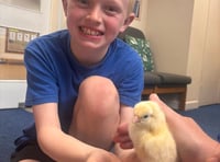 Wait is over as St Benedict pupils welcome their new chicks