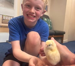 Wait is over as St Benedict pupils welcome their new chicks