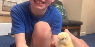 Wait is over as St Benedict pupils welcome their new chicks