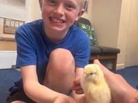 Wait is over as St Benedict pupils welcome their new chicks