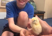 Wait is over as St Benedict pupils welcome their new chicks