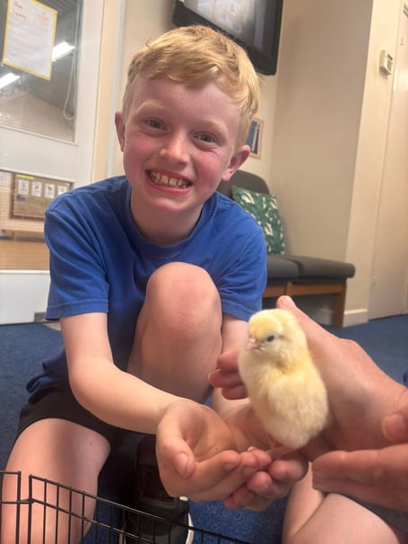 Pupils at the Midsomer Norton school not only witnessed the chicks hatching but have been involved in their care. 