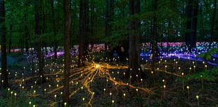 World premiere of light installation to celebrate hospice's 50th year