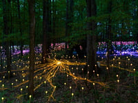 World premiere of light installation to celebrate hospice's 50th year